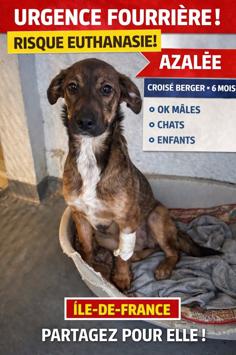20320Vero's tweet photo. SOS SOS SOS euthanasie pour la magnifique Azalée dans une fourrière d'île de France ⚠️⚠️⚠️⚠️ Recherche famille france entière pour lui sauver la vie ⚠️⚠️⚠️⚠️ SPAGA/PR76 https://t.co/fJVrxZfK3q https://t.co/uppxaVHv9x