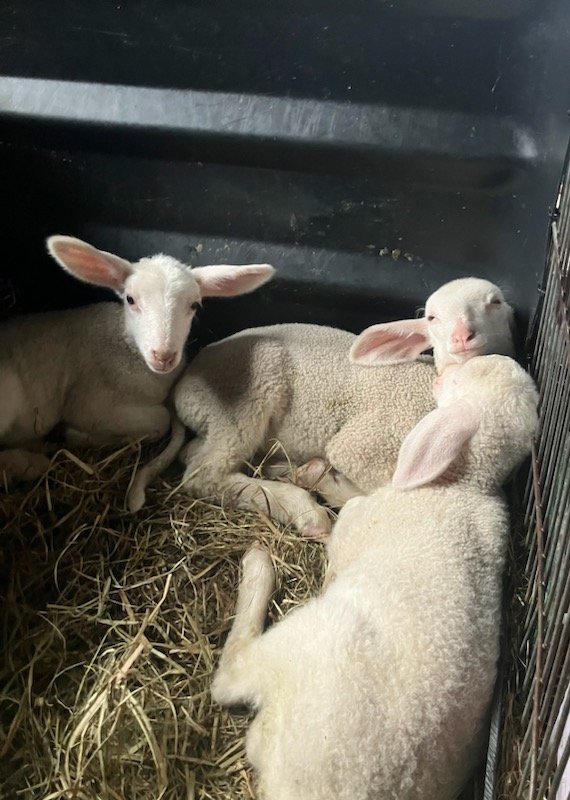 Wohl dem, der nach dem ersten Fläschchen, den runden Kullerbauch nochmal im Heu ablegen und noch eine Runde schlummern kann... 🍼🐑🍼🐑🍼🐑🥰
#SchönesGegenSchlimmes
