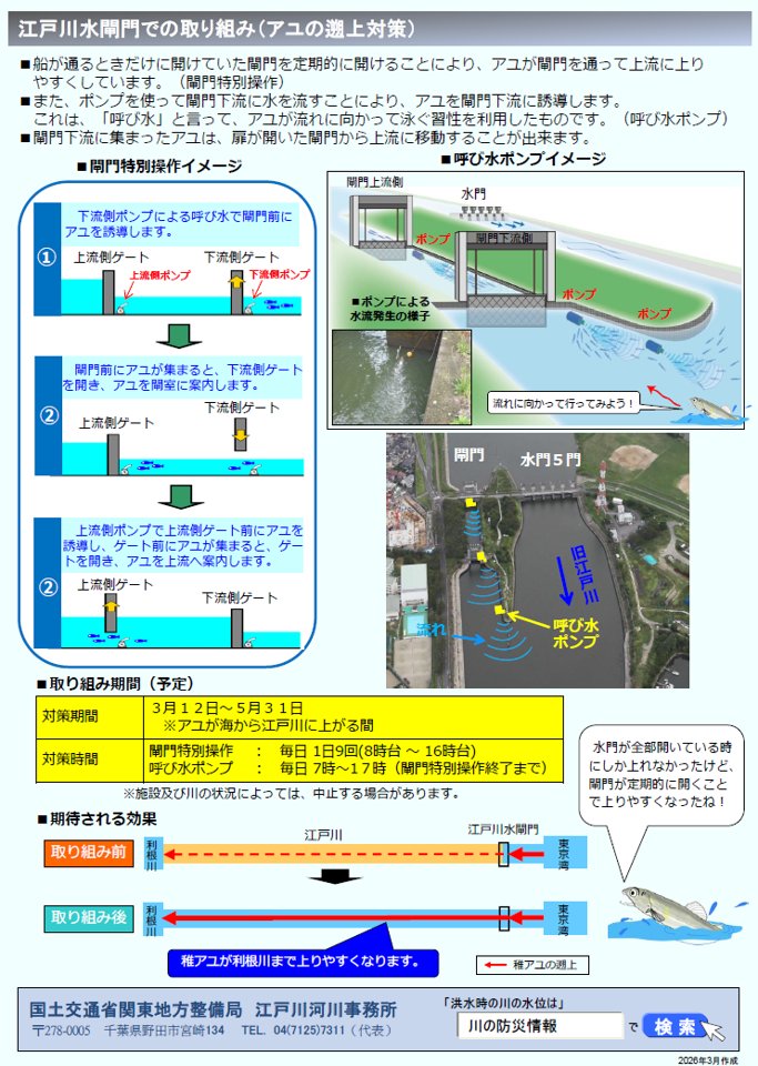 mlit_edogawa's tweet photo. 春になるとアユの稚魚が海から江戸川に上ってきます。
#江戸川河川事務所 では、アユが江戸川水閘門を通って上流に上りやすくする取り組みを本日3月12日から5月31日まで行っています。
くわしくはこちら↓
https://t.co/3EgVMnTeeQ
#江戸川 #アユの遡上 #江戸川水閘門 https://t.co/9Ki9wGey5Z