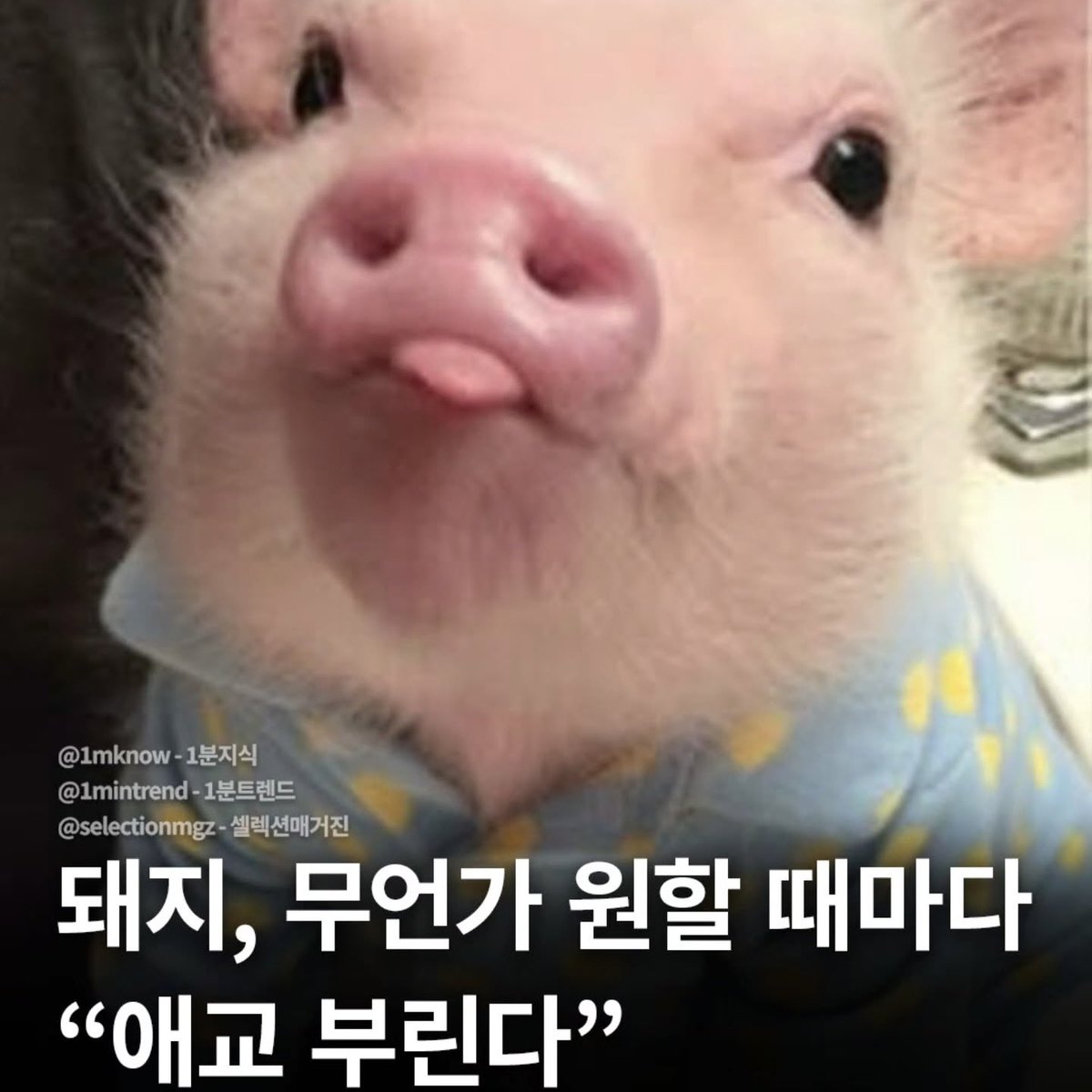 🐶🐷 tweet media