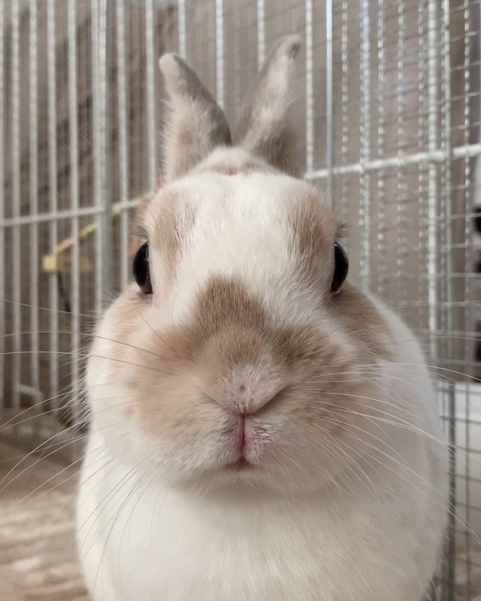 旅うさぎ tweet media