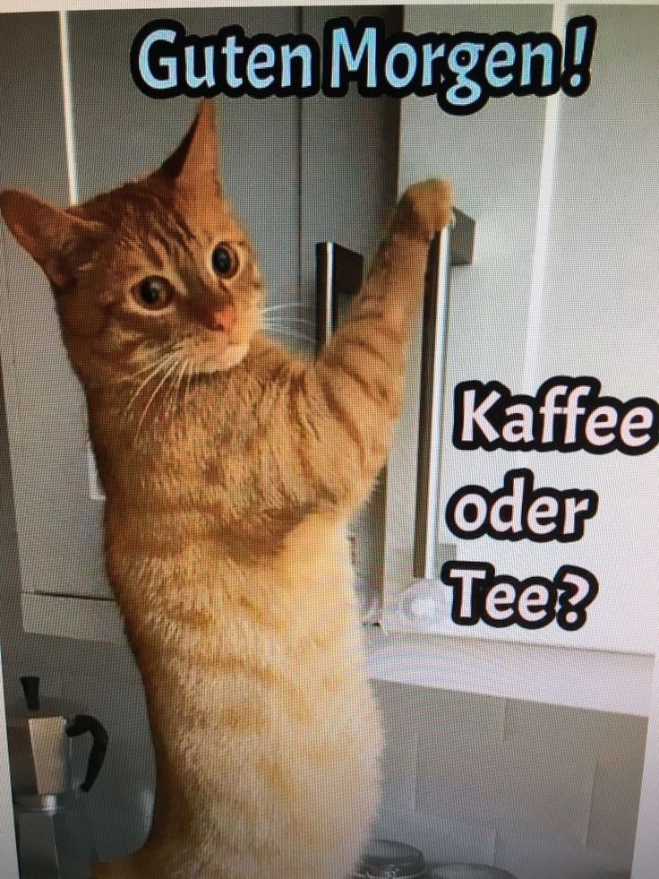 Guten Morgen ihr Lieben, wünsche euch einen wunderschönen Dienstag 🌞 🍀🥐☕️🕊.