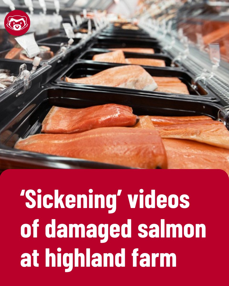 🔴NEW: Videos revealing salmon at a highland fish farm with severely damaged faces, heads and bodies prompted an investigation by the UK government's animal welfare watchdog, The Ferret can reveal.

Our latest: theferret.scot/videos-damaged…