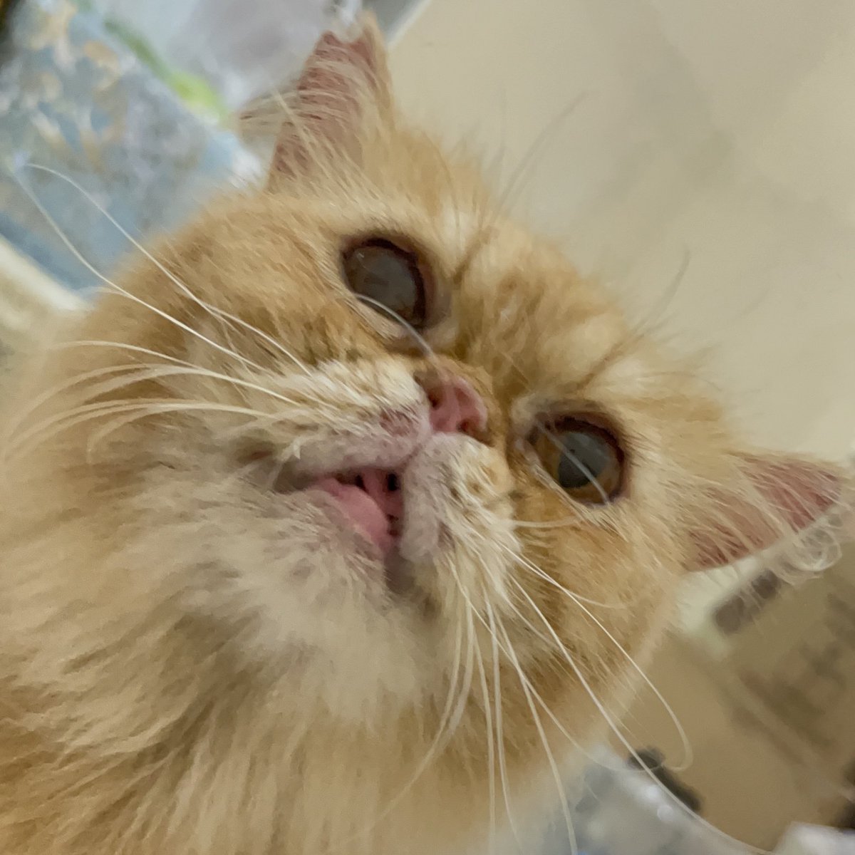 dirr || JASTIP JEPANG tweet media