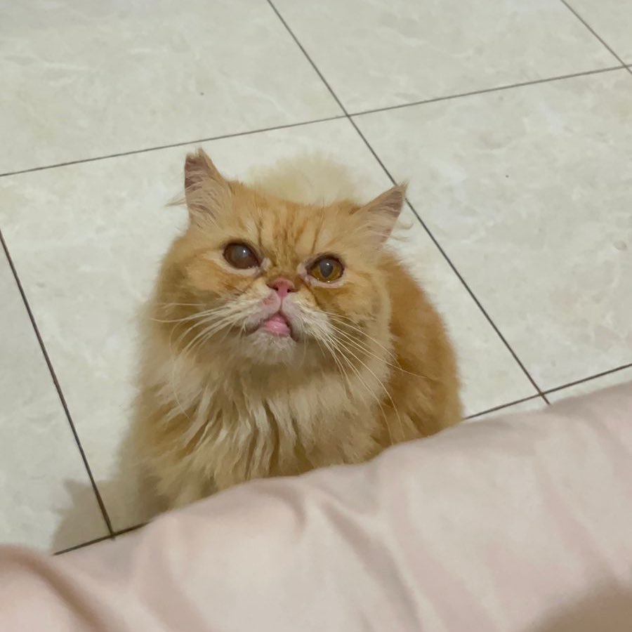 dirr || JASTIP JEPANG tweet media