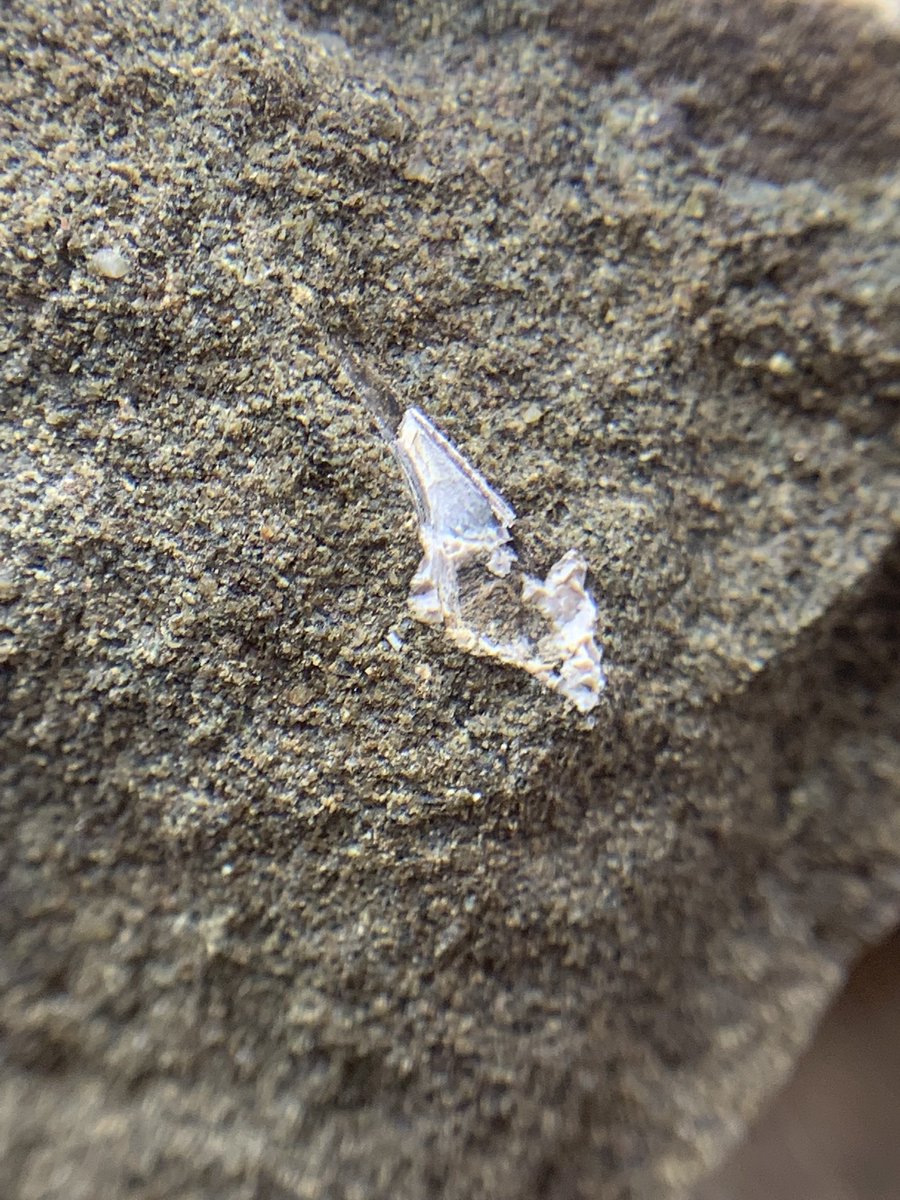 和歌山県立自然博物館 tweet media