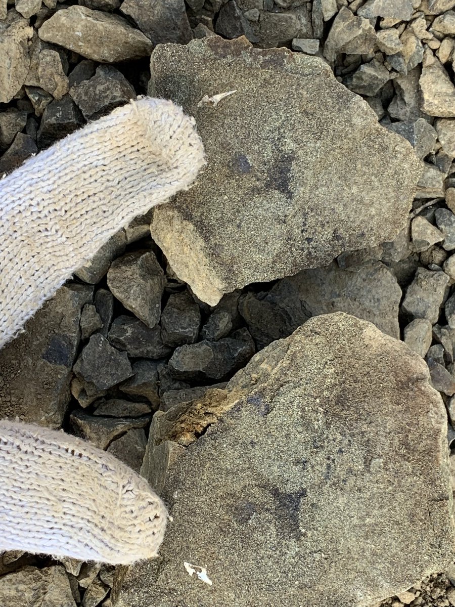 和歌山県立自然博物館 tweet media