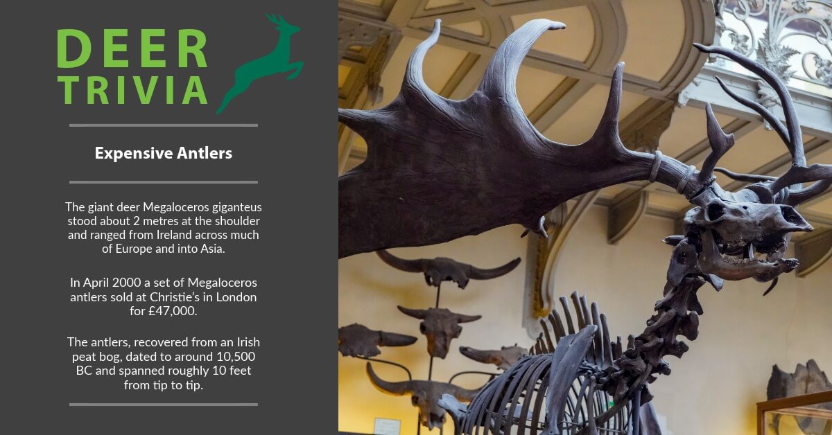 BritishDeerSoc's tweet photo. #DeerTrivia : Expensive antlers
The giant deer Megaloceros giganteus stood around 2 metres at the shoulder and ranged from Ireland across much of Europe. In April 2000 a set of Megaloceros antlers recovered from an Irish peat bog sold at Christie’s in London for £47,000. https://t.co/UkGxLAFlvO