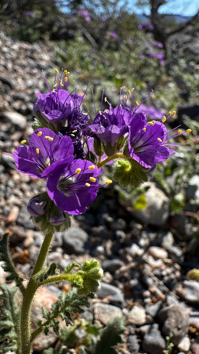 USGS Nevada tweet media