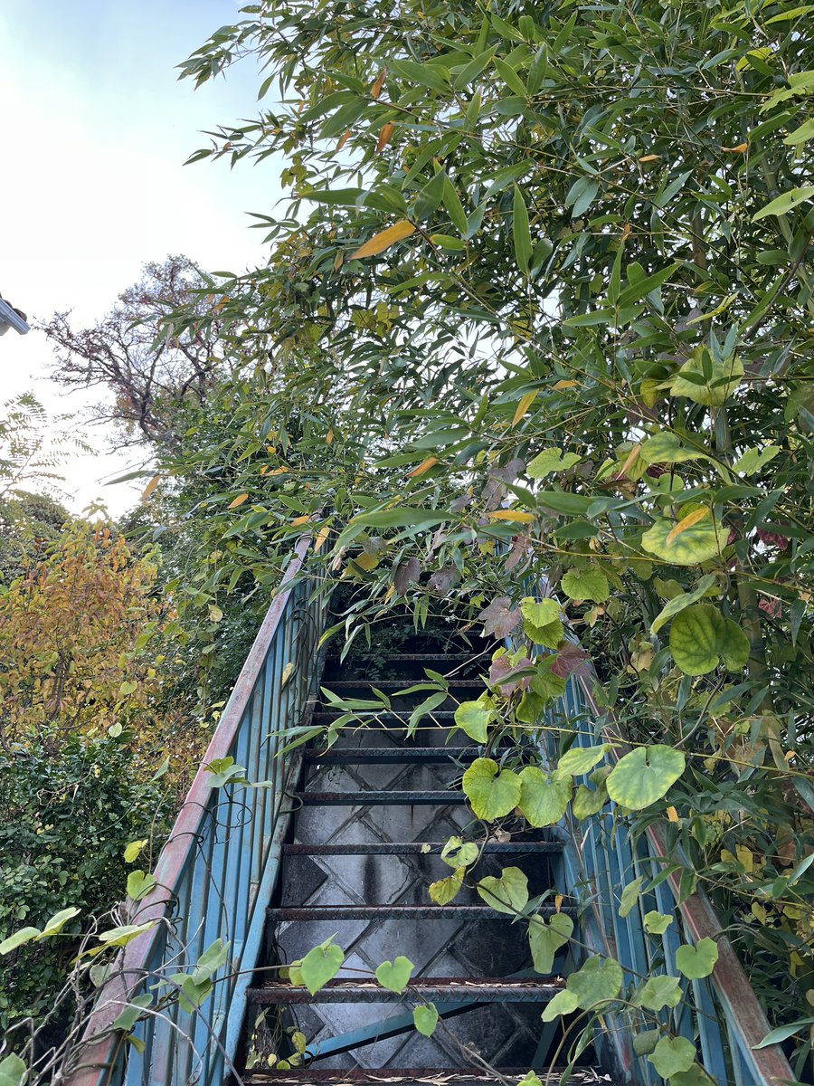 ParadiseKeeperX's tweet photo. 小屋まで行く道を整備 https://t.co/6gvycwmrWm