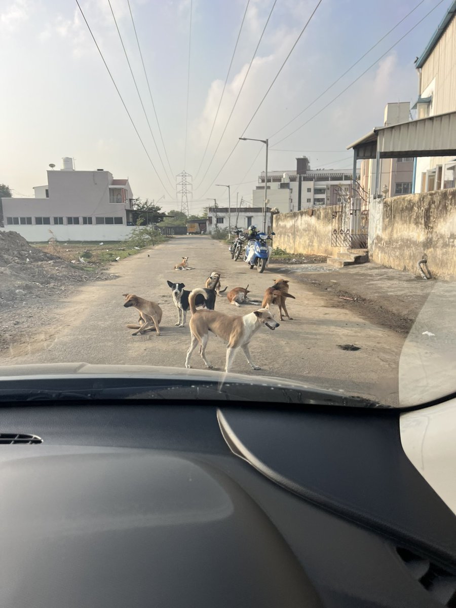 gokulkrish_ns's tweet photo. @chennaicorp so many stray dogs are in Sai baba nagar, Pallikaranai. So many times complaint have been registered action not taken @kgbias https://t.co/rf4qp19QL8