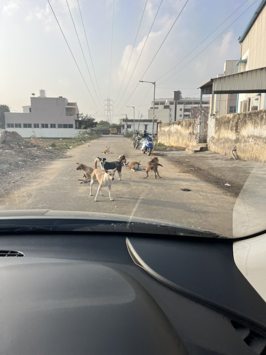 gokulkrish_ns's tweet photo. @chennaicorp so many stray dogs are in Sai baba nagar, Pallikaranai. So many times complaint have been registered action not taken @kgbias https://t.co/rf4qp19QL8