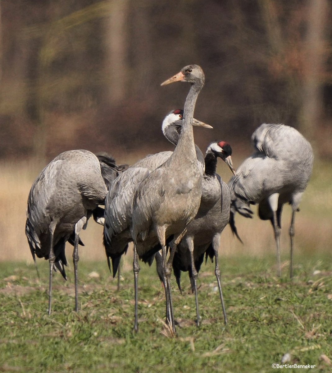 Bertien Benneker 📸 tweet media