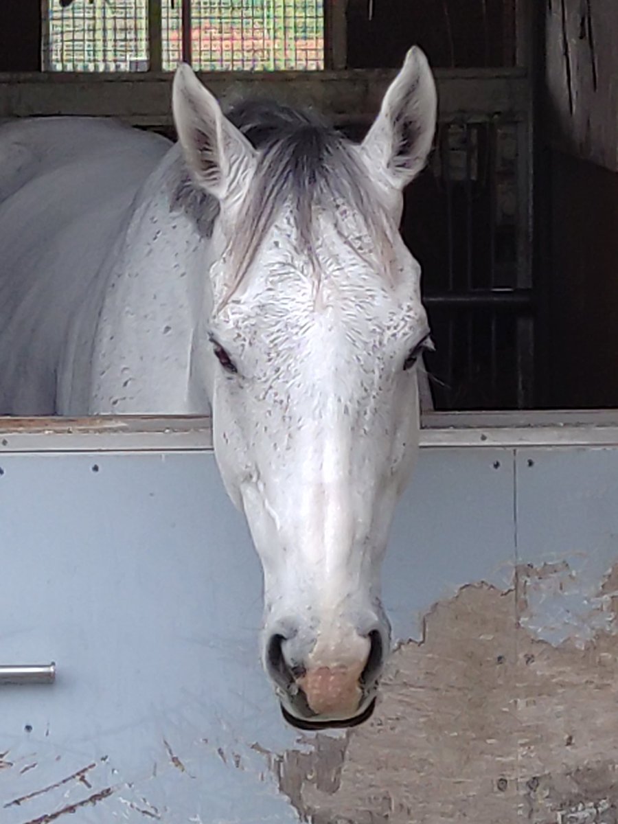 ヘリオＱ tweet media