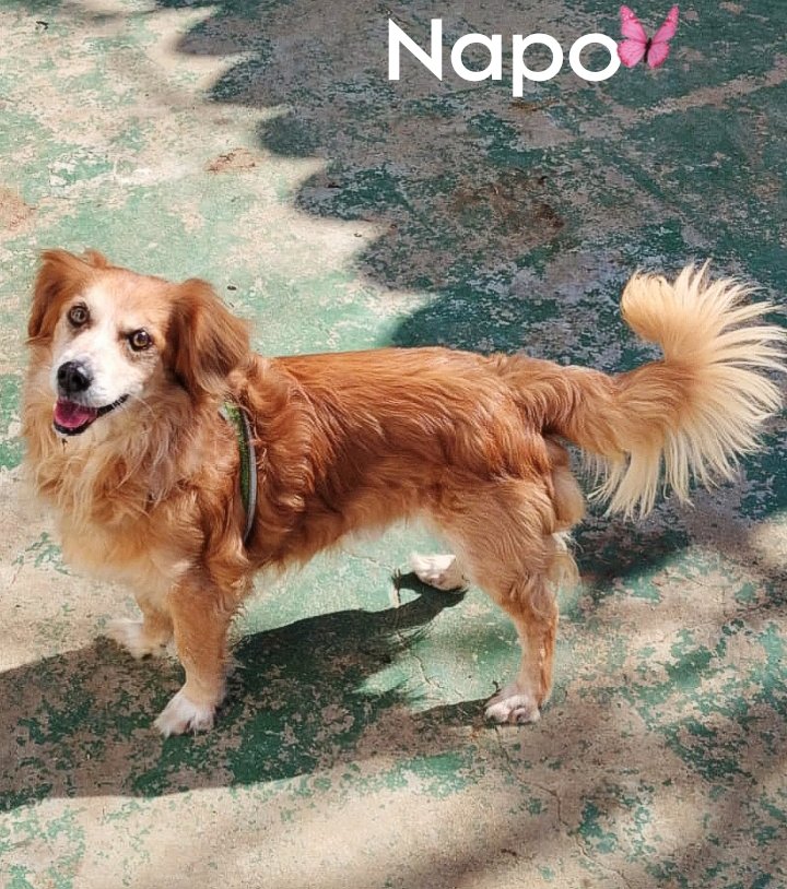 El Refugio de Brown tweet media