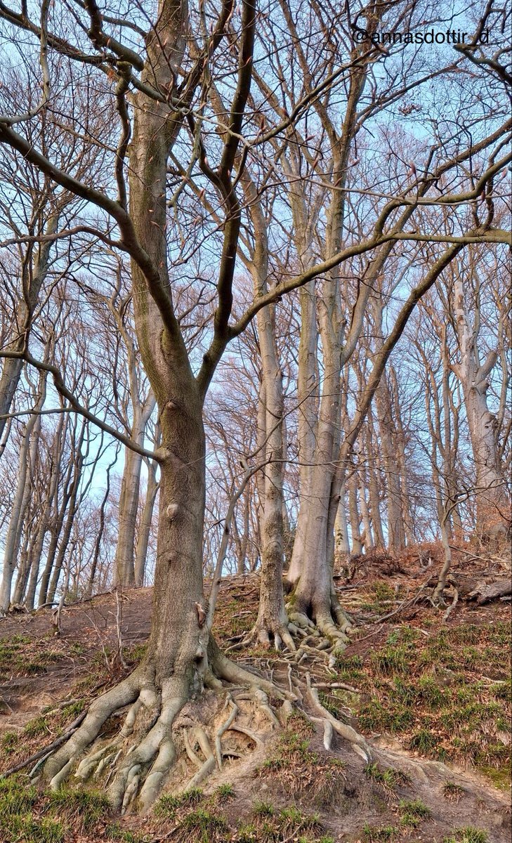 annasdottir_d's tweet photo. Happy #ThickTrunkTuesday dear tree lovers
#TreeClub #SaveTheTrees #Naturebeauty #beeches
(As always please click for full size ) https://t.co/JVxBcGyqxR