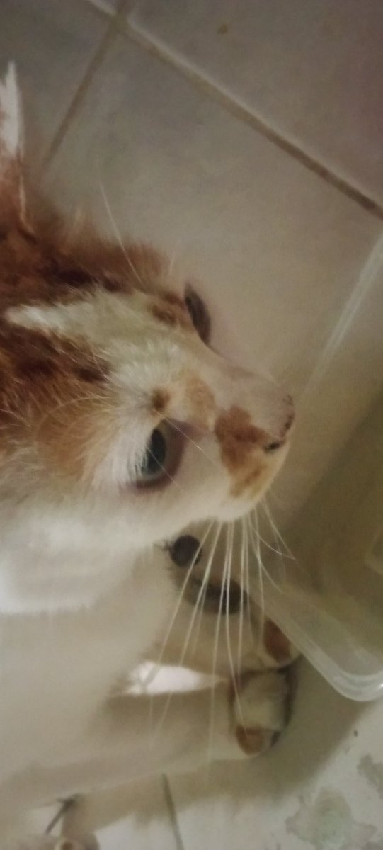 Swikbanana's tweet photo. @REYCALL1 Three random pictures and my cat. Also... LADY MIYABI PLEASE STEP ON MEEEE https://t.co/oZFHPgy8Jx