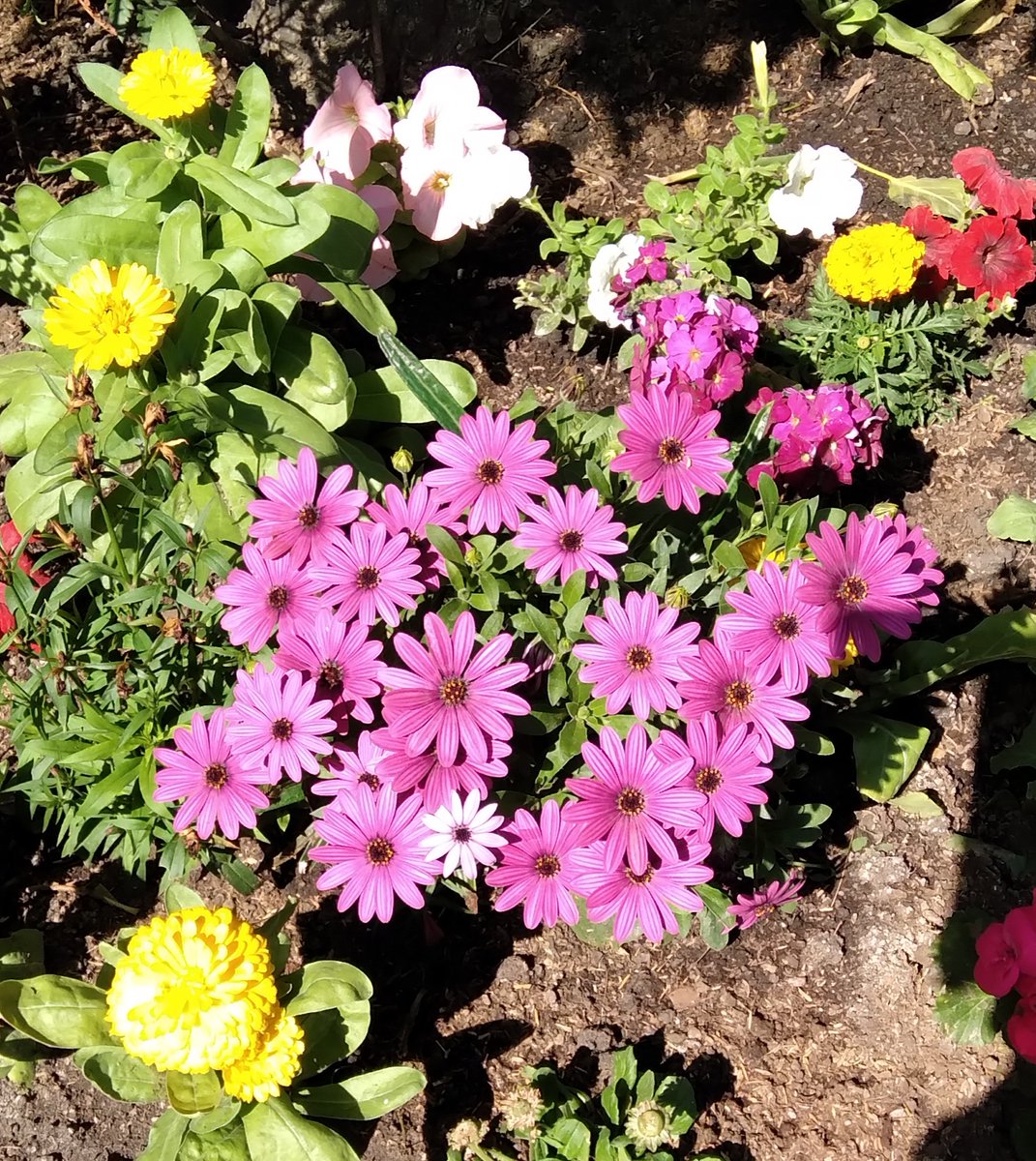 Lopezlaila1's tweet image. #Nature #Colors #Flowers