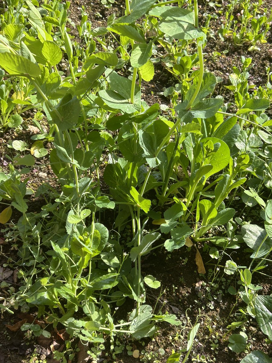 Isabella tweet media