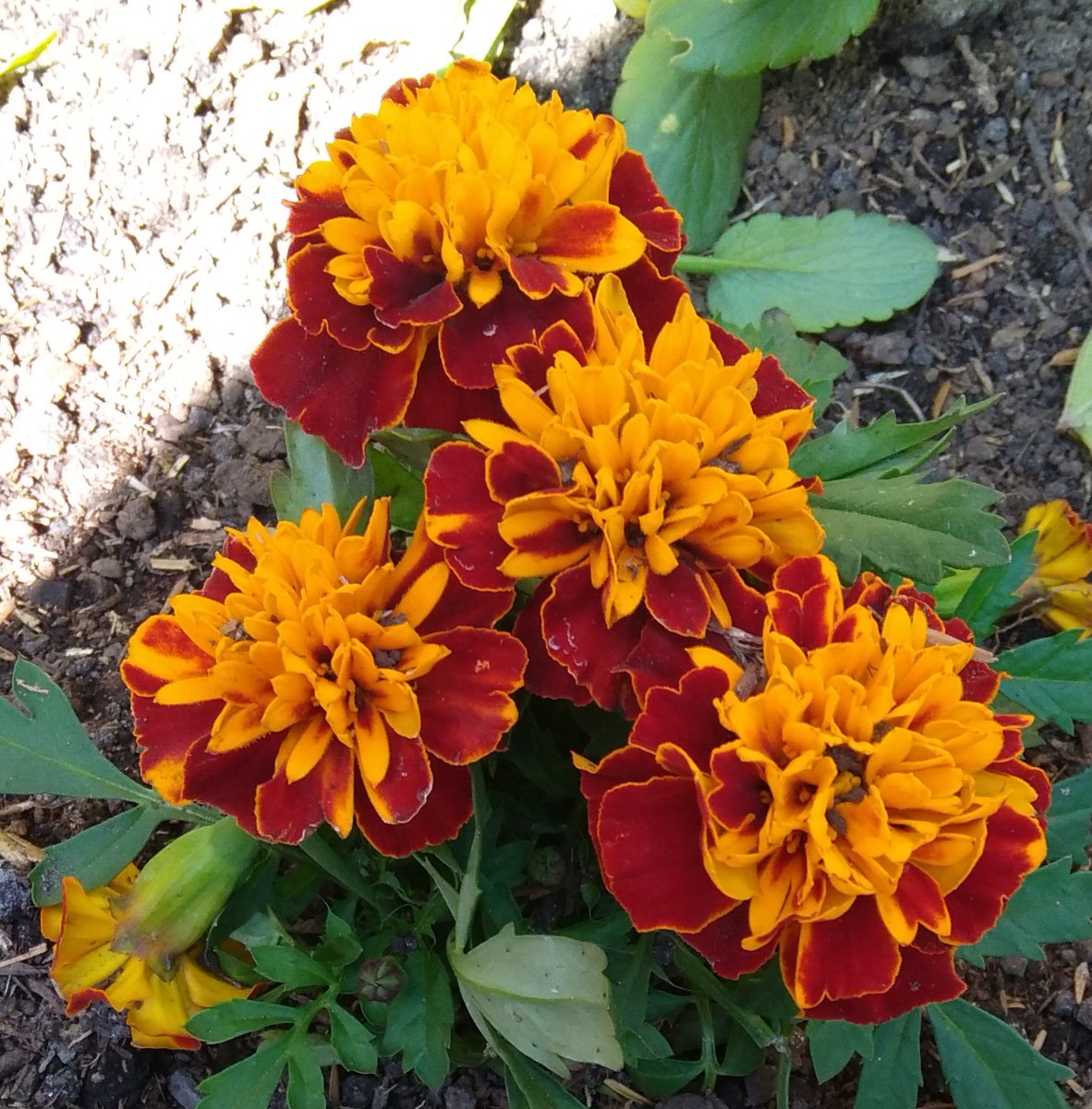 Lopezlaila1's tweet photo. #Tagetes #Clavel Turco #Clavel Chino https://t.co/7FzhYr4zjj