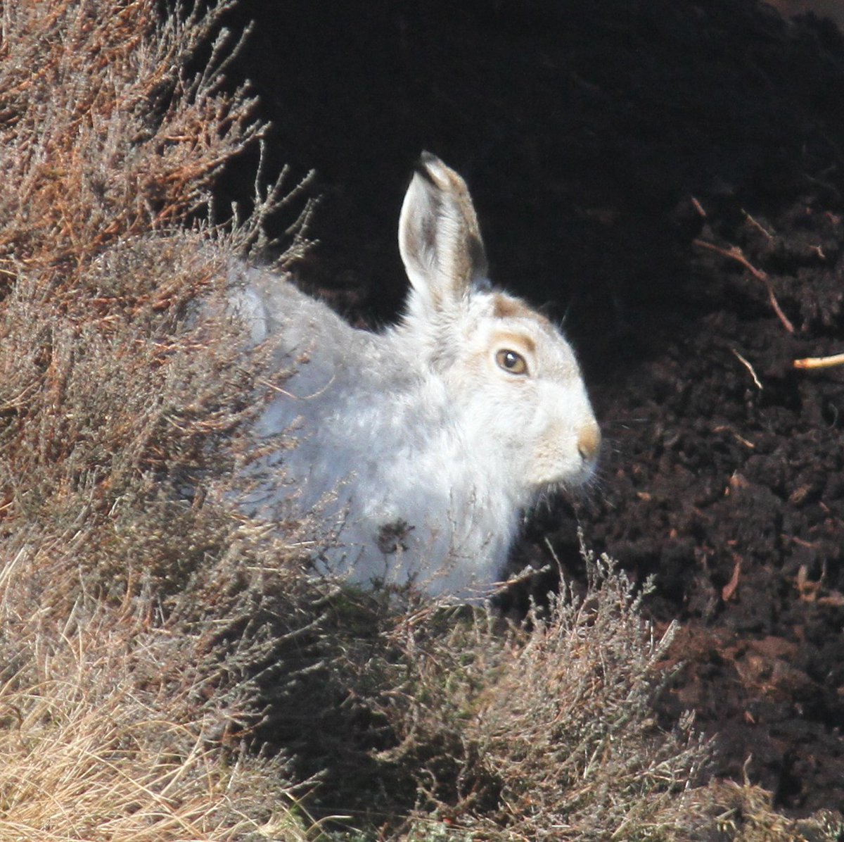 Dr Carlos Bedson tweet media