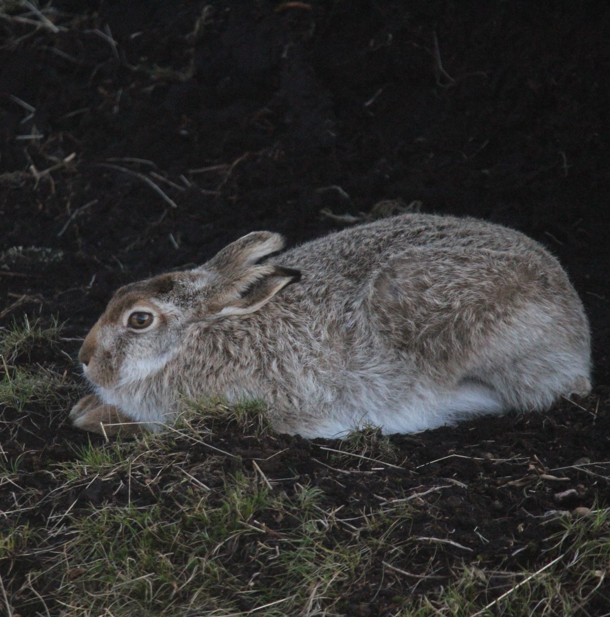 Dr Carlos Bedson tweet media