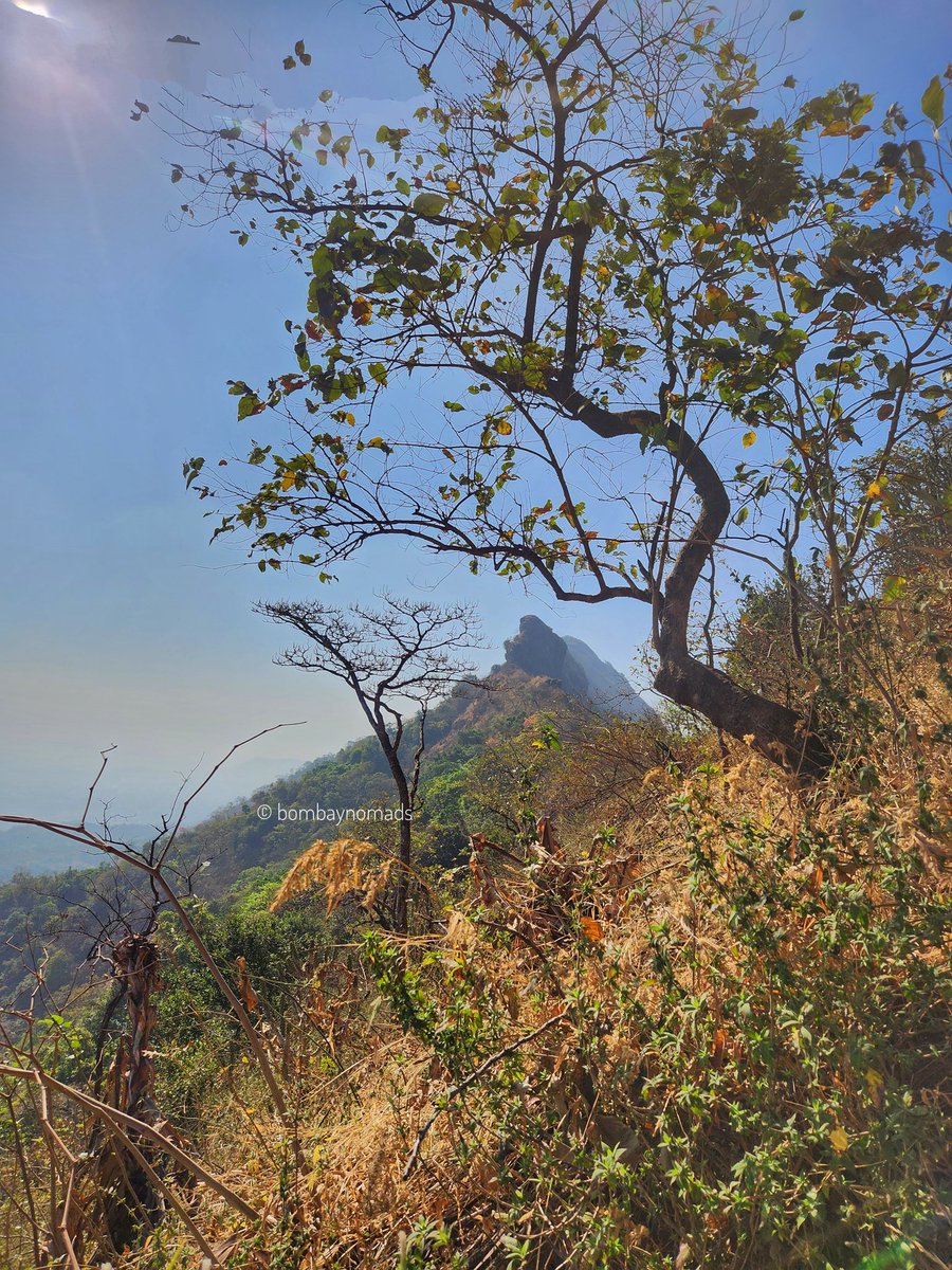 Bombay Nomads tweet media