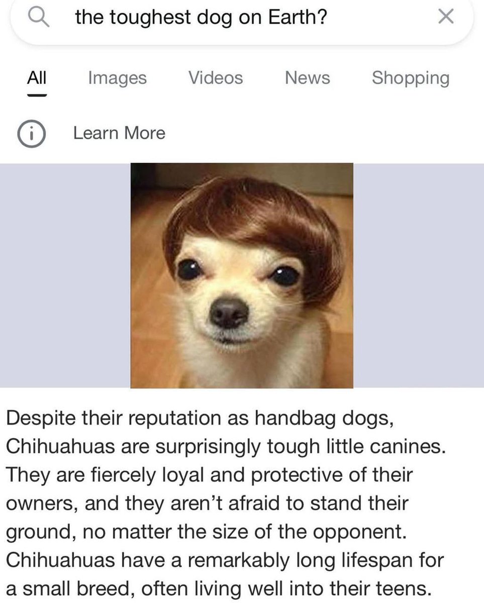 KarmaCallz's tweet photo. @dogwifhair The toughest dog on earth $Dogwifhair 🐕 https://t.co/Og1oL4pfFI