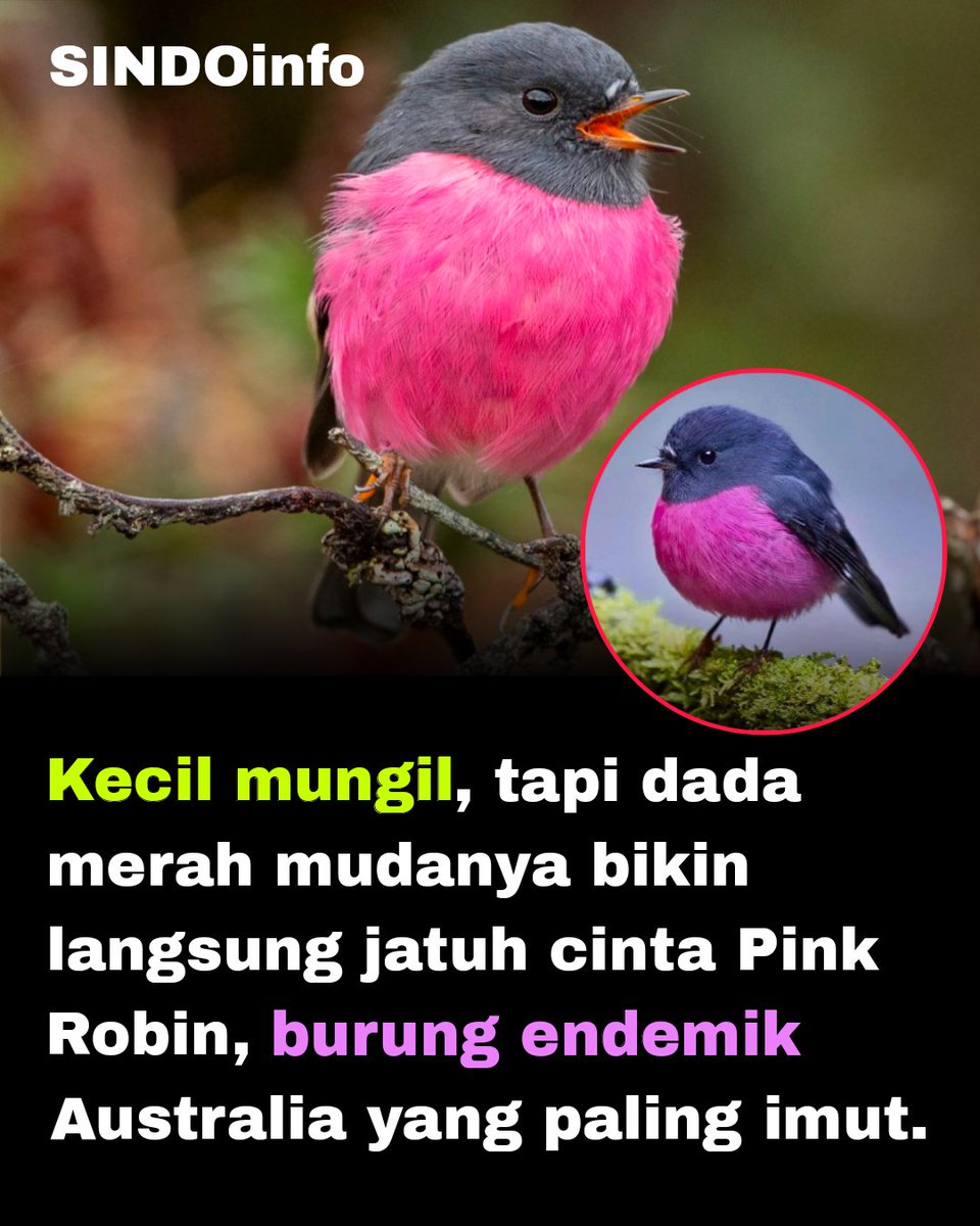 sindoinfo's tweet photo. Kecil mungil, tapi dada merah mudanya bikin langsung jatuh cinta Pink Robin, burung endemik Australia yang paling imut.

Robin Merah Muda (Pink Robin, Petroica rodinogaster) adalah burung kecil dari keluarga Petroicidae yang endemik di Australia tenggara. Meskipun ukurannya mungil, hanya sekitar 13,5 cm, burung ini langsung menonjol berkat dada merah muda cerah yang mencolok pada jantan dewasa. Warna pink lembut ini kontras tajam dengan tubuh hitam keabu-abuan gelap, membuatnya terlihat seperti "permen hidup" di alam liar.

Jantan memiliki kepala, punggung, sayap, dan ekor berwarna hitam gelap dengan bercak putih kecil di dahi, sementara dada hingga perut berwarna pink cerah yang memudar ke putih di bagian bawah. Betina jauh lebih kalem, berwarna abu-abu kecokelatan atau olive-brown dengan sedikit pink samar di dada. Perbedaan warna ini (sexual dimorphism) sangat jelas, dan paruh kecil hitam serta mata cokelat tua melengkapi penampilannya yang imut.

Habitat utamanya adalah hutan hujan beriklim sedang yang dingin dan lembap di Tasmania, Victoria timur, serta selatan New South Wales. Mereka lebih suka tinggal di semak rapat dan lapisan bawah hutan lebat, sering bersembunyi meski warnanya mencolok. Burung ini pendiam, dengan panggilan sederhana seperti "tik-tik-tik", dan biasanya terdeteksi lebih dulu dari suaranya daripada penampakannya.

Secara perilaku, Pink Robin memakan serangga kecil, laba-laba, dan invertebrata lain yang ditangkap di tanah atau dedaunan rendah. Sarangnya berbentuk cangkir rapi, dihiasi lumut dan jaring laba-laba untuk kamuflase. Statusnya tidak terancam secara global, meski habitat sensitif terhadap perubahan iklim dan deforestasi. Burung ini sering disebut salah satu yang paling cantik dan imut di Australia berkat kontras warna dramatisnya yang jarang ditemui pada spesies lain.
