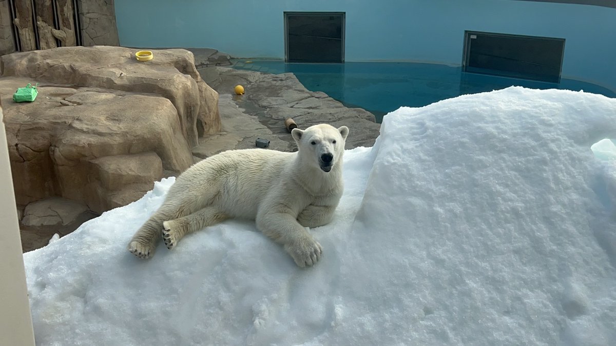 神戸市立王子動物園（公式） tweet media