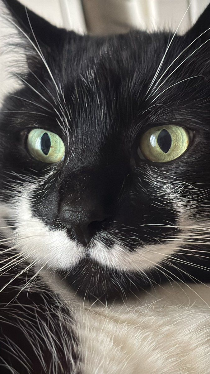 Marc-Antoine FREE FREE PALESTINE tweet media