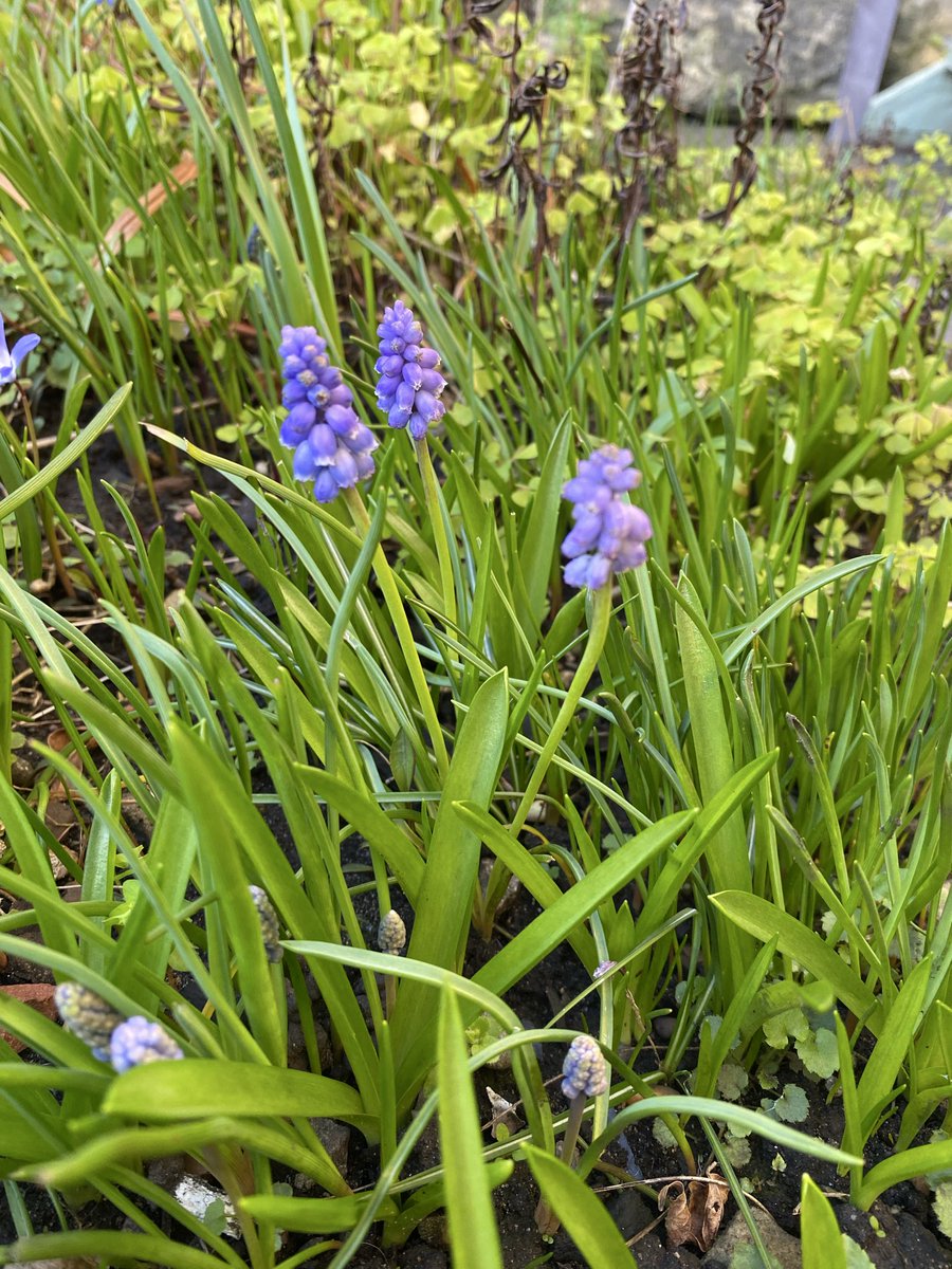 Edinburgh’s Disgraces tweet media