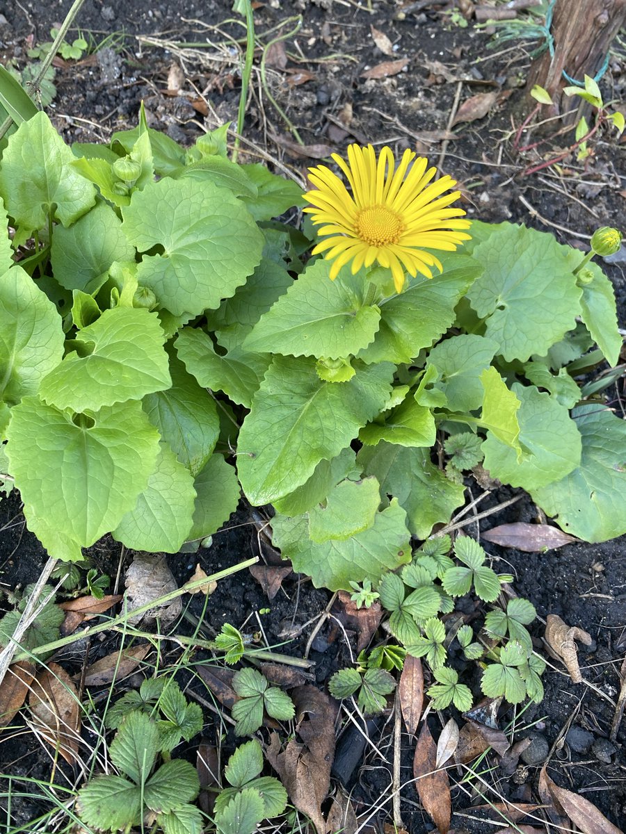 Edinburgh’s Disgraces tweet media