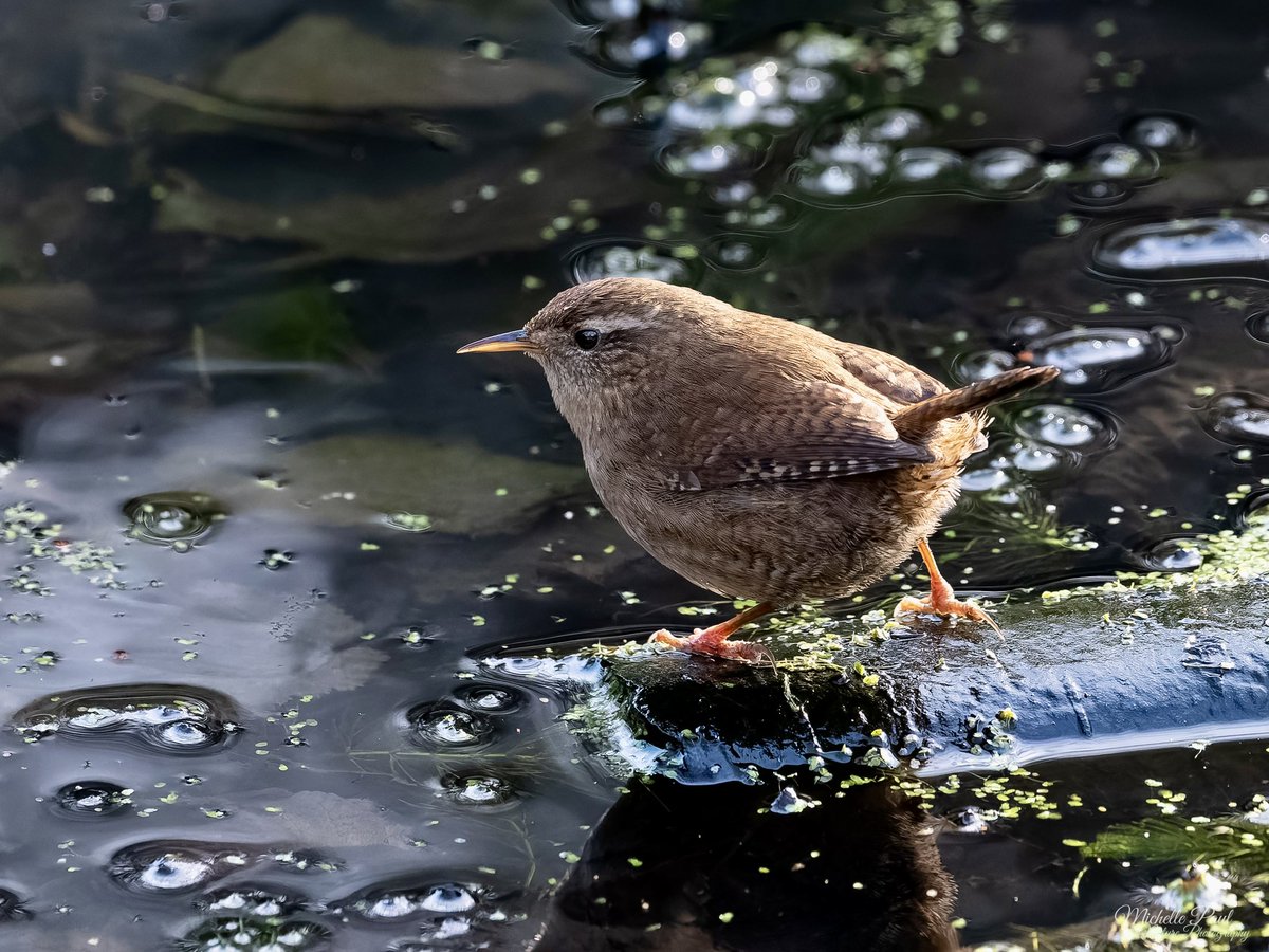 nature_michelle's tweet photo. Happy Tuesday! I do love a little Wren. This one paused for just a moment at the water’s edge, just long enough for a quick photo before he darted off again! 🤎 https://t.co/W0wIIoZ43U