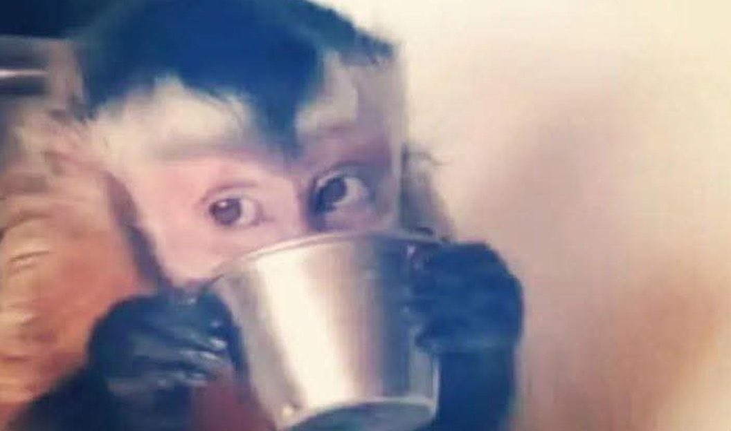 Black Rooster🏴 tweet media