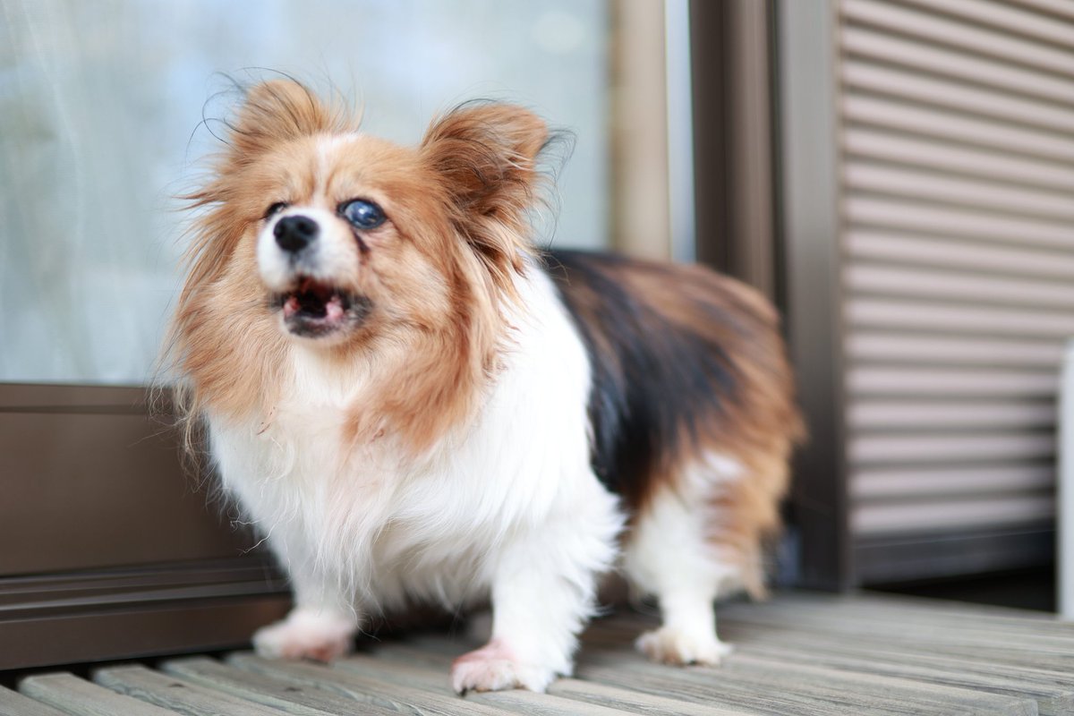 fe100percent's tweet photo. こんにちは。
5日間お留守番、ちゃんとできました。

#パピヨン
#犬のいる暮らし 
#犬好きな人と繋がりたい
#写真の好きな人と繋がりたい 
#eosr6 
#rf45mmf12stm https://t.co/2HGH55N3am