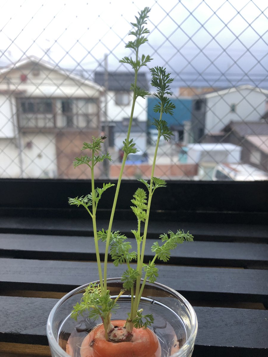 22日目🌱✨
真ん中の1番長い葉が15センチを超えました😊
まだ伸びるかも、収穫はまだ先にしてまだ育てます☺️🌱