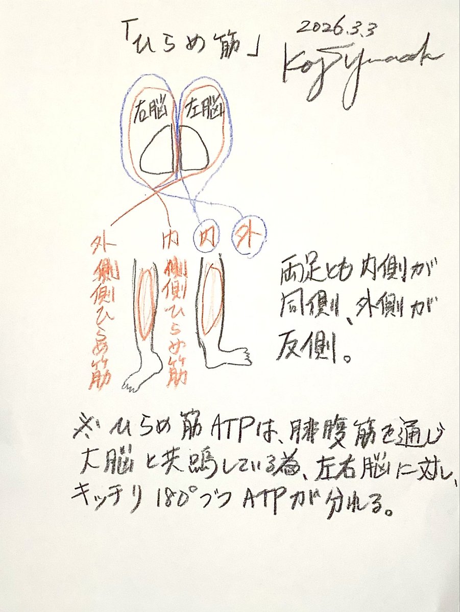 koji_yamada_7's tweet photo. 「音感とは脹脛」

　脹脛のヒラメ筋で造られるATPは思考と直接関係にある。ヒラメ筋でできたATPを内側と外側腓腹筋を通して脳と共鳴している。内側は同側脳を外側は反側脳を。だから夢から目覚めた瞬間、セロトニンで前頭葉が起きると、脹脛が攣ることがある。これは夢を観ている状態から、脳内を共鳴させている状態から、覚醒という前頭葉を電位駆動(共鳴ではない状態)に変化させることが、共鳴を遮断させるため、脳側の共鳴支点を失った弦(共鳴)がヒラメ筋側に寄ってしまうため起こる。
　ところが普通脚が攣ると、反発する方向で筋肉伸ばし運動をする。実はこの行為が脳内に電位を溜めやすくさせてしまう。攣る=脳内帯電素子の排除(脳内のお掃除)であるため、攣ったら放置して攣り切るまで待った方が良い
脹脛が攣った場合、うつ伏せ寝して、攣り終わるのを待った方が良い。

　そしてヒラメ筋で造られるATPが体中で最も繊細なATPである。だから最も聴覚に影響を及ぼす。耳を育てたかったら、脹脛を鍛えることである。因みにだから幽霊は膝から下が無いのである。
