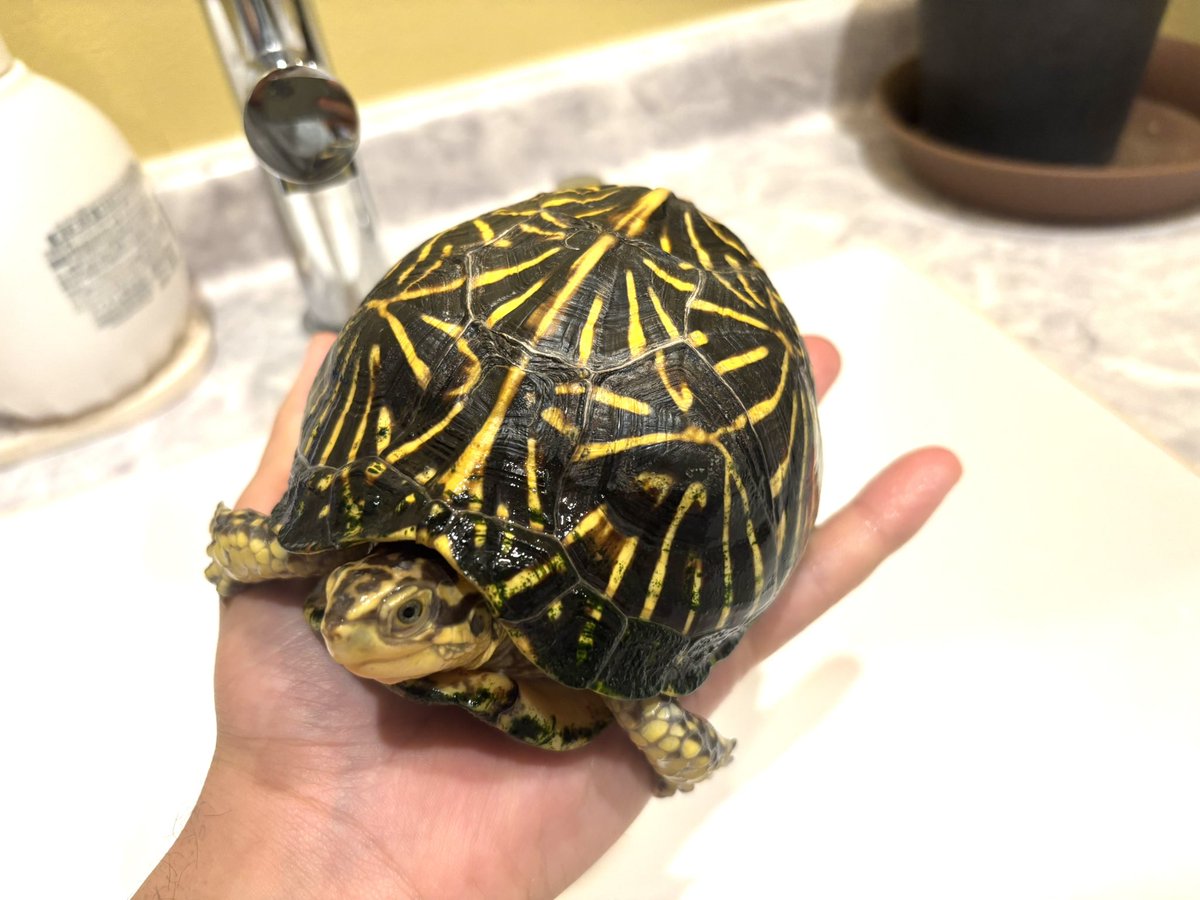Kame_B_'s tweet photo. フロリダおはよう。冬眠明けエサも食べて元気なようです。盛ってくれるとありがたいんだが。。。
#フロリダハコガメ https://t.co/0dMSuQdPm8