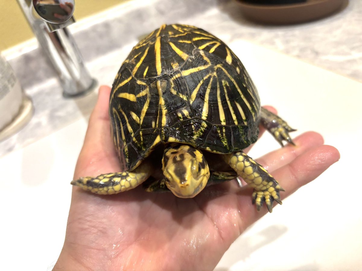 Kame_B_'s tweet photo. フロリダおはよう。冬眠明けエサも食べて元気なようです。盛ってくれるとありがたいんだが。。。
#フロリダハコガメ https://t.co/0dMSuQdPm8