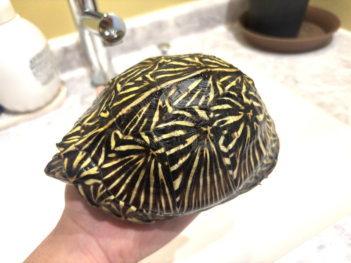 Kame_B_'s tweet photo. フロリダおはよう。冬眠明けエサも食べて元気なようです。盛ってくれるとありがたいんだが。。。
#フロリダハコガメ https://t.co/0dMSuQdPm8