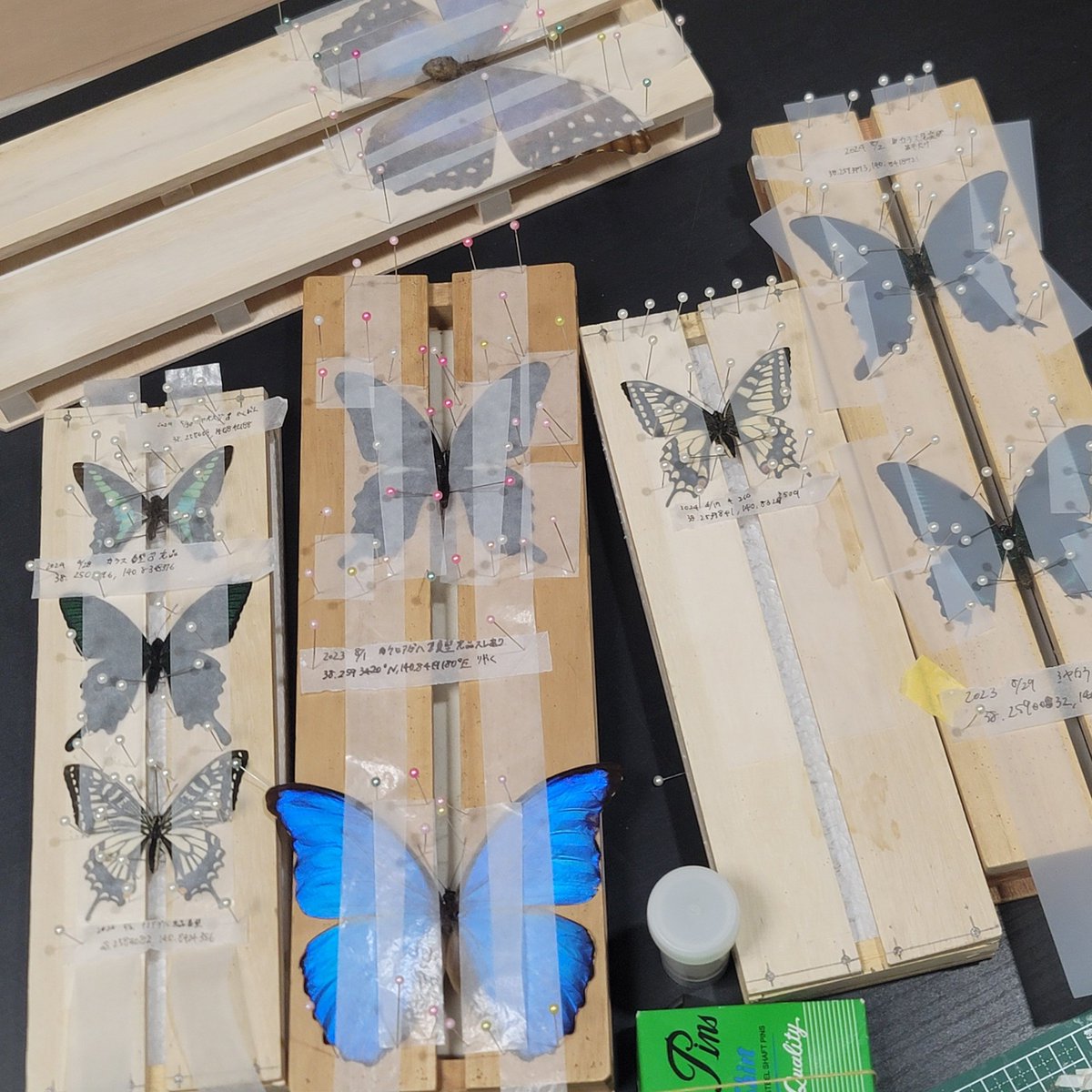 tohokuinsect's tweet photo. 東北大学に合格された皆様、おめでとうございます🎉🎉

東北大学昆虫研究会では昆虫採集や標本作成、標本展示会を行っています🐝🐜🪲本日も部室でチョウの標本作成会を行いました🦋

ガチ勢も初心者も大歓迎‼️ぜひ一緒に昆虫と触れ合いましょう✨🐞✨
 #春から東北大  #春からc6 https://t.co/qOMwGh4wUH