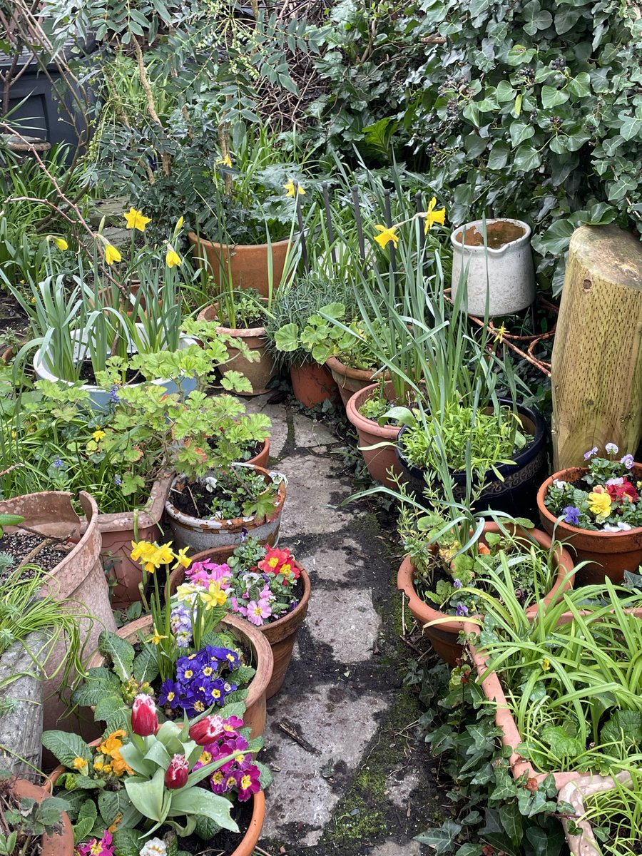 helen21206699's tweet image. Good morning from #spring #colours in my little #cottage #garden