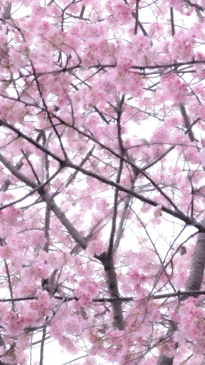 さかいえり―役者| 書道家|モデル tweet media