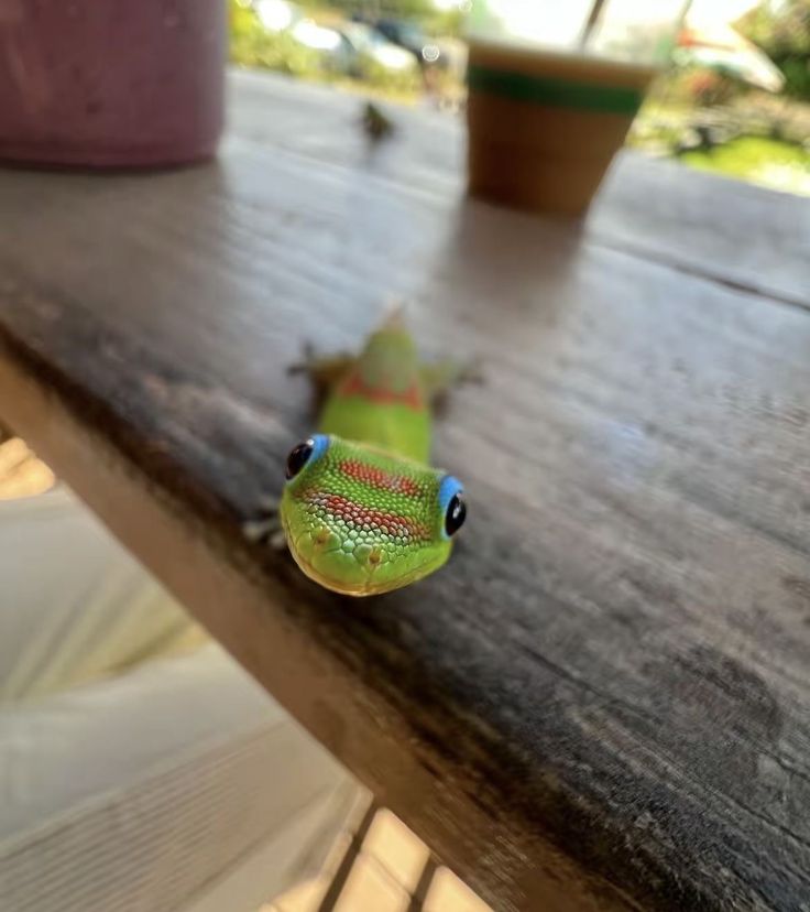 Mauritius Island tweet media