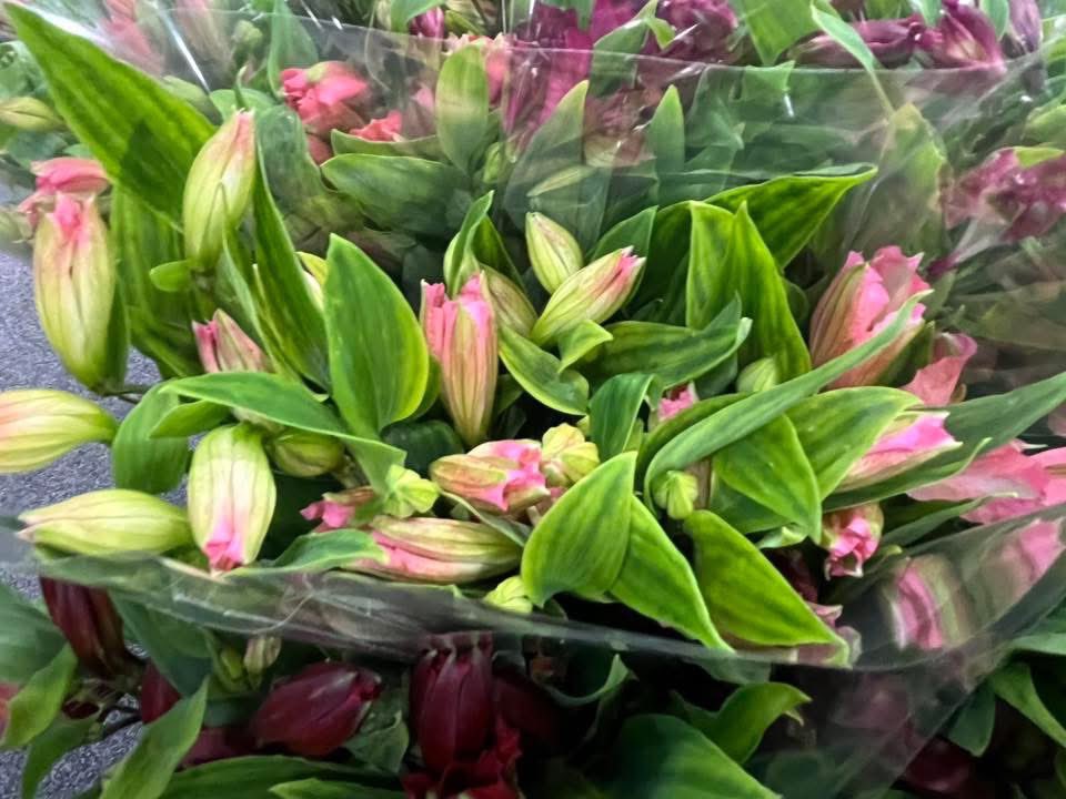 Crosslands Flower Nursery👨‍🌾🌿 tweet media