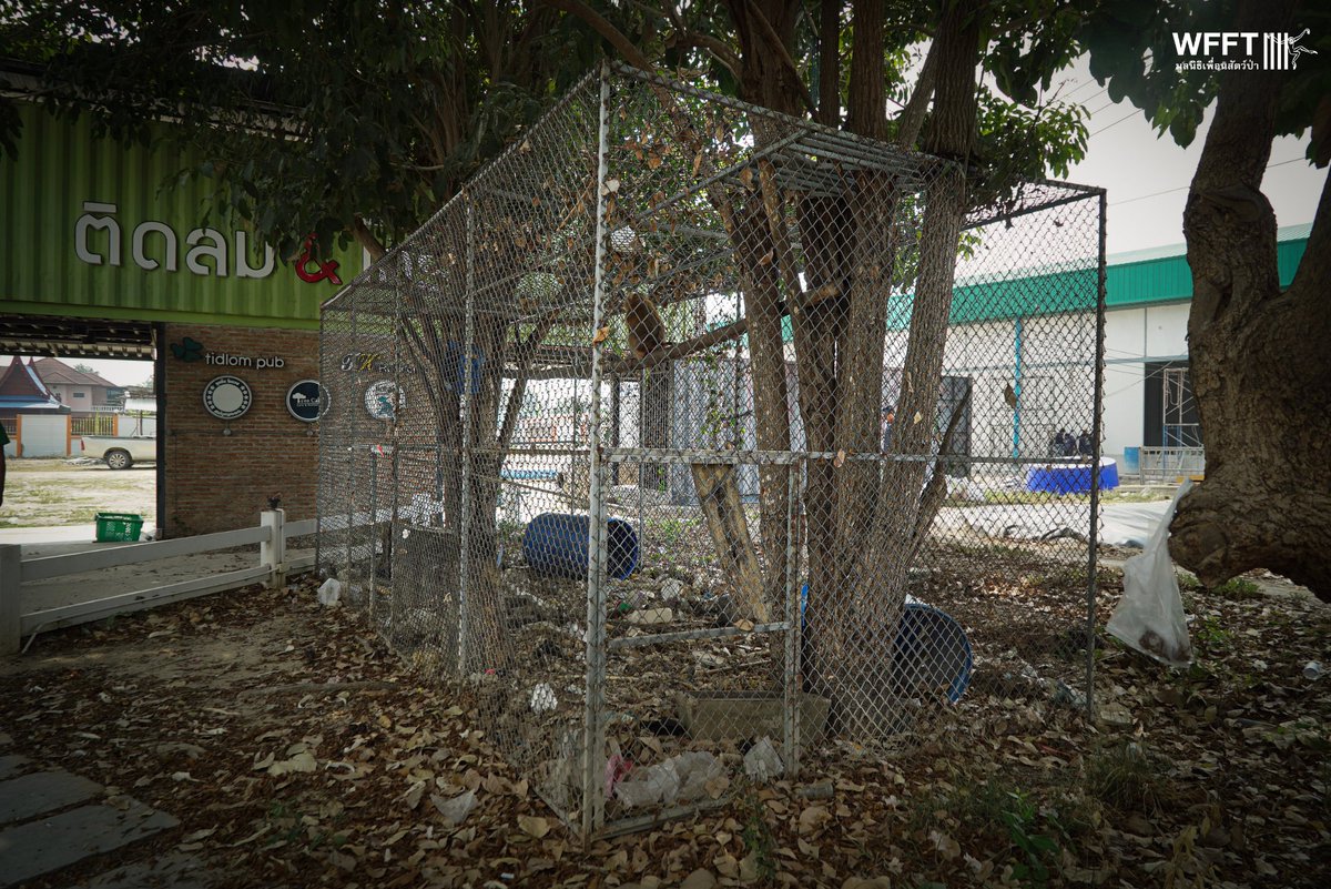 WFFThailand's tweet image. Two urgent arrivals!  💚

At the end of last week, we #rescued two northern pig-tailed #macaques from an industrial area in a city about an hour from #WFFT. They had been living in cages behind a business. Most likely they were once ‘pets’, but who of course grew up.
