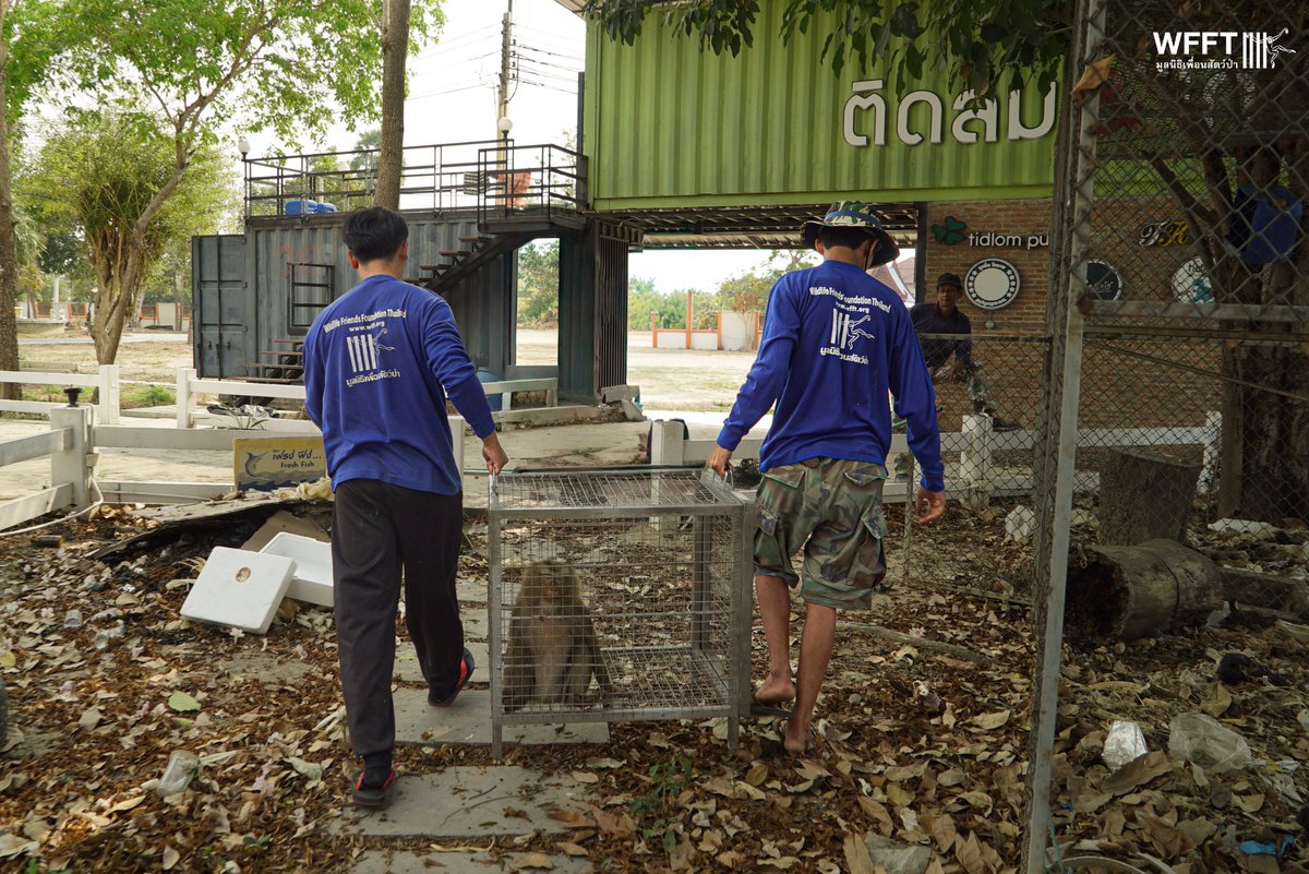 WFFThailand's tweet image. Two urgent arrivals!  💚

At the end of last week, we #rescued two northern pig-tailed #macaques from an industrial area in a city about an hour from #WFFT. They had been living in cages behind a business. Most likely they were once ‘pets’, but who of course grew up.
