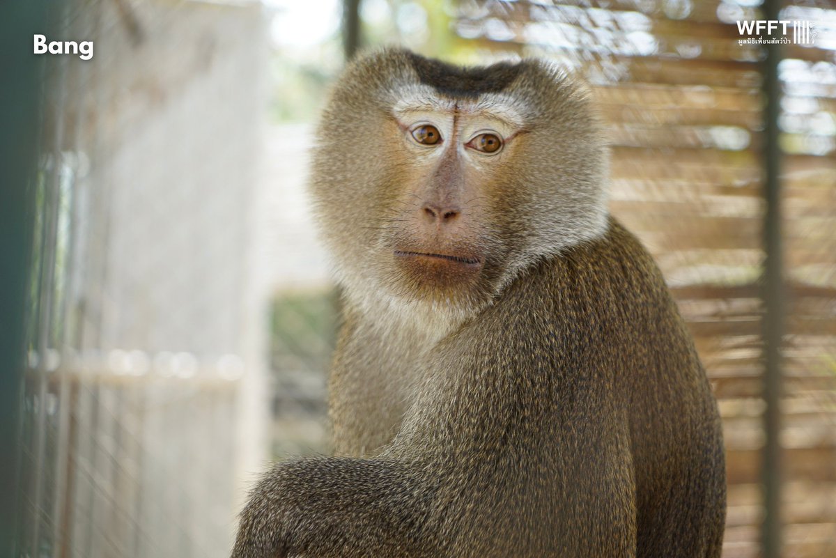 WFFThailand's tweet image. Two urgent arrivals!  💚

At the end of last week, we #rescued two northern pig-tailed #macaques from an industrial area in a city about an hour from #WFFT. They had been living in cages behind a business. Most likely they were once ‘pets’, but who of course grew up.