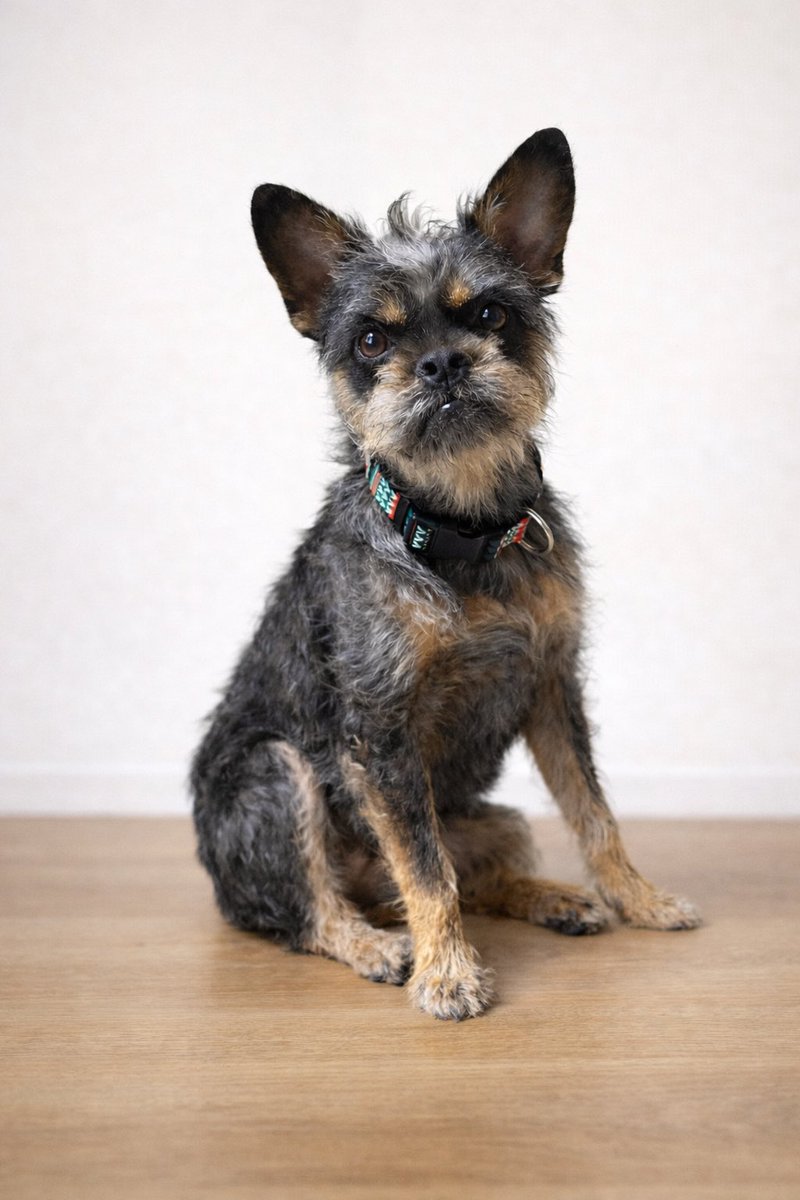 SpringSheep2's tweet image. ポワロ、モヒカンにしました。
#ポワロ #犬のいる暮らし #dogsofinstagram #terriermix #scruffydogs